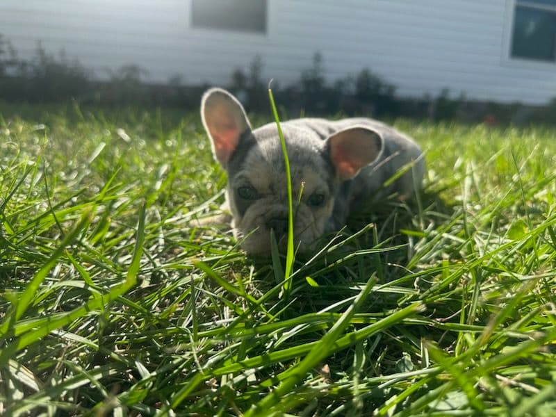 Meet Taff the Frenchie Puppy image