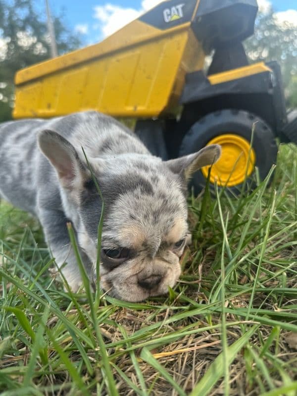 Gallery photos for Meet Taff the Frenchie Puppy: Image #1