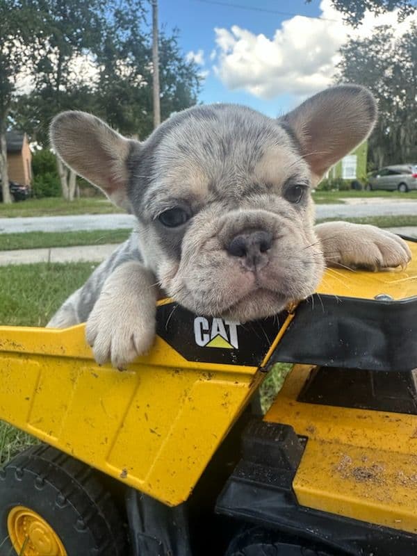 Gallery photos for Meet Taff the Frenchie Puppy: Image #2