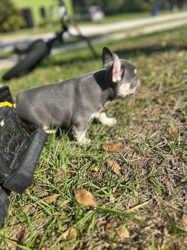 Project Meet Skipper - Highlands House Of Frenchies image