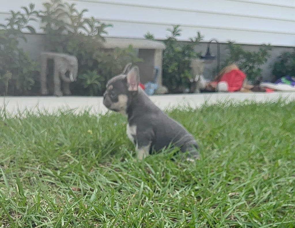 Gallery photos for Meet Skipper - Highlands House Of Frenchies: Image #1