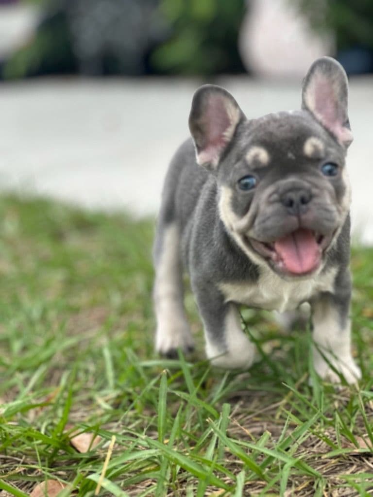 Gallery photos for Meet Skipper - Highlands House Of Frenchies: Image #2