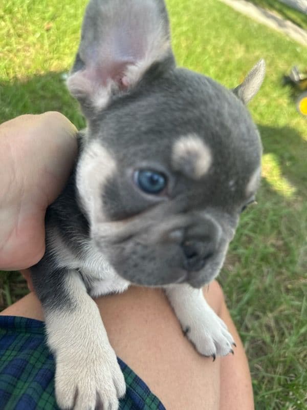 Gallery photos for Meet Skipper - Highlands House Of Frenchies: Image #3