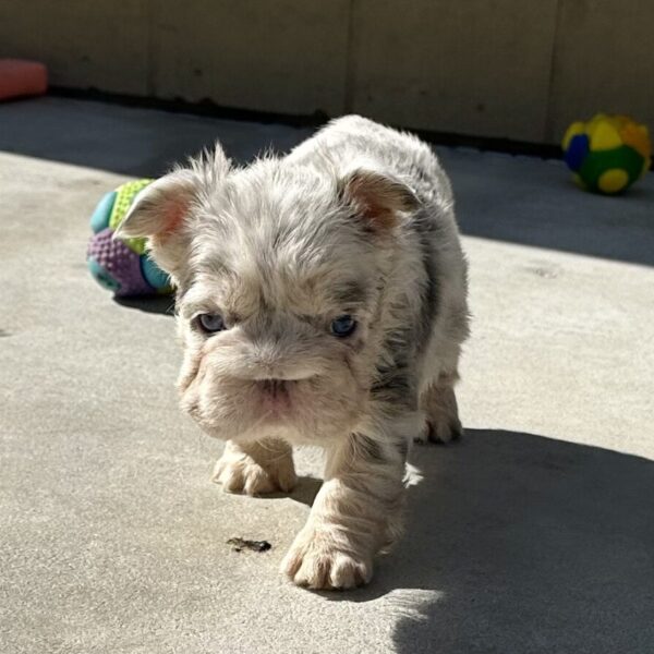 Kylie (FrenchBulldog)