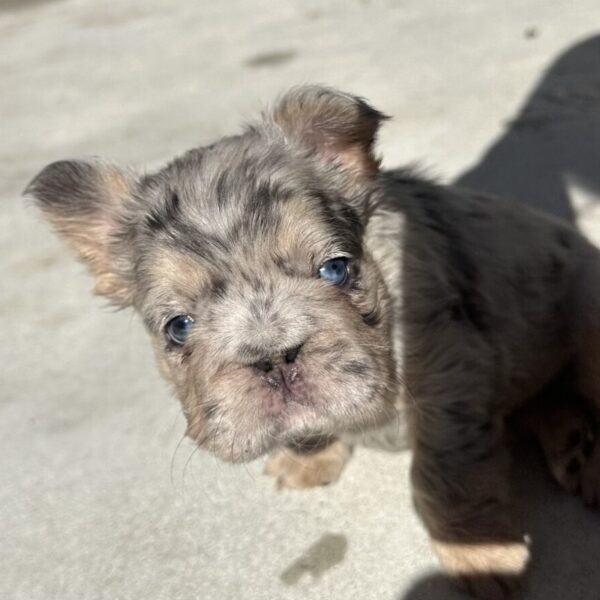 Khloe (FrenchBulldog)